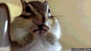 chipmunk-animals-free-animated-gifs-gameznet 015.gif
